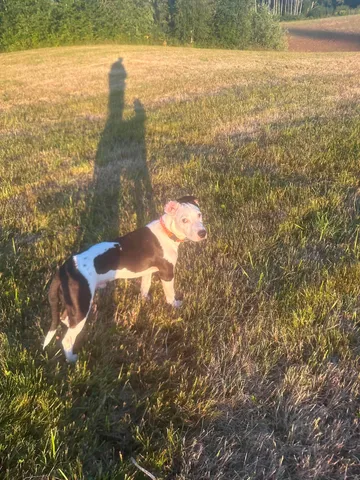 Zture, rescuehund i Jourhem i Enköping, bild 38
