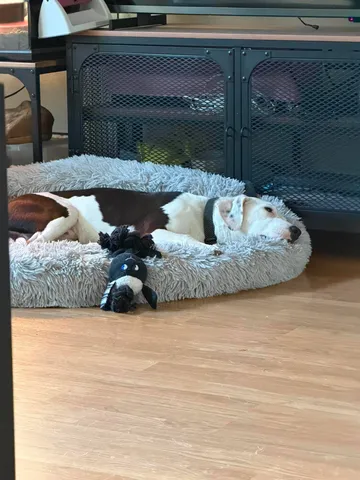 Zture, rescuehund i Jourhem i Enköping, bild 1