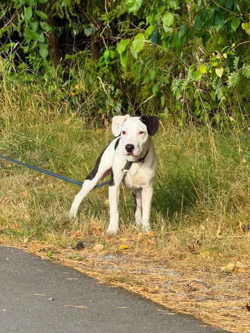 Zture, rescuehund i Jourhem i Enköping, bild 3