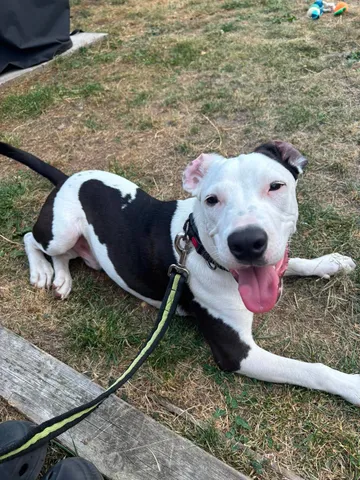 Zture, rescuehund i Jourhem i Enköping, bild 5