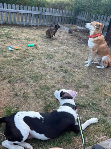 Zture, rescuehund i Jourhem i Enköping, bild 6