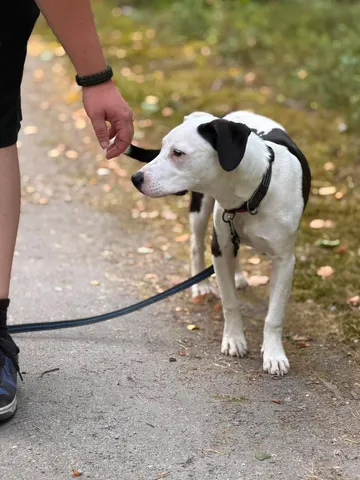 Zture, rescuehund i Jourhem i Enköping, bild 7