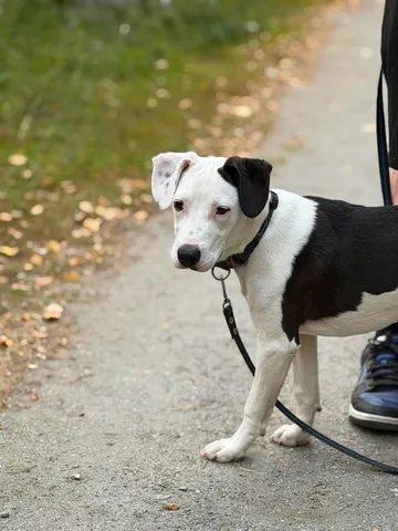 Zture, rescuehund i Jourhem i Enköping, bild 8