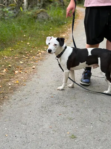 Zture, rescuehund i Jourhem i Enköping, bild 9