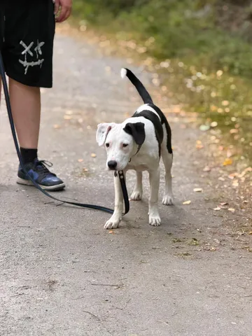 Zture, rescuehund i Jourhem i Enköping, bild 10