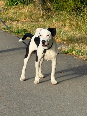Zture, rescuehund i Jourhem i Enköping, bild 11