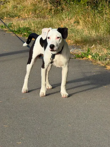 Zture, rescuehund i Jourhem i Enköping, bild 12