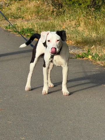 Zture, rescuehund i Jourhem i Enköping, bild 13