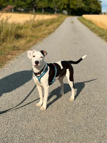 Zture, rescuehund i Jourhem i Enköping, bild 2