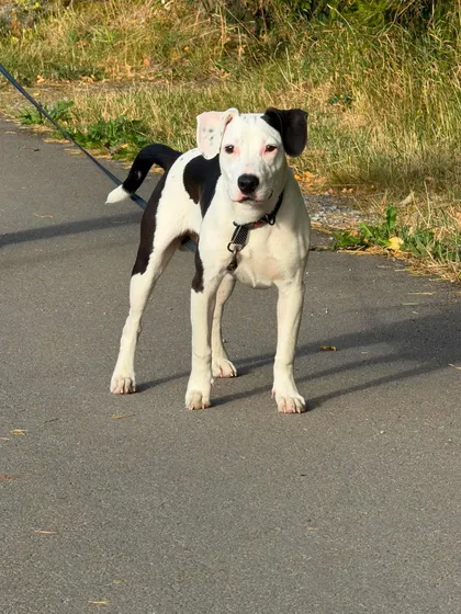 Zture, rescuehund i Jourhem i Enköping, bild 2