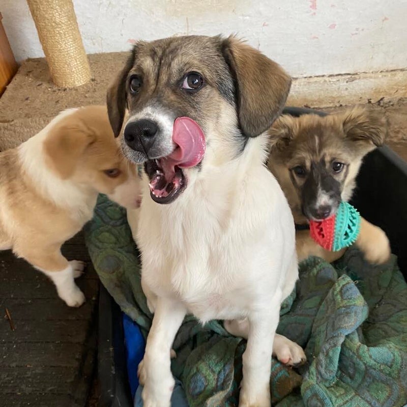 Abby, adopterad via Ohana
