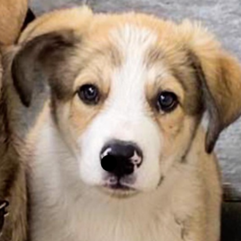 Charlie, adopterad via Ohana