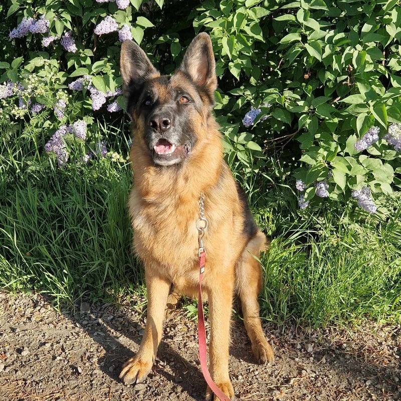 Eazy, adopterad via Ohana