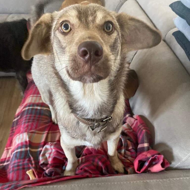 Gaia, adopterad via Ohana