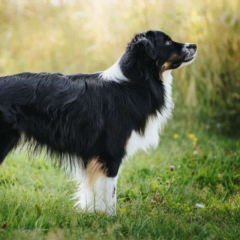Ilex, adopterad via Ohana