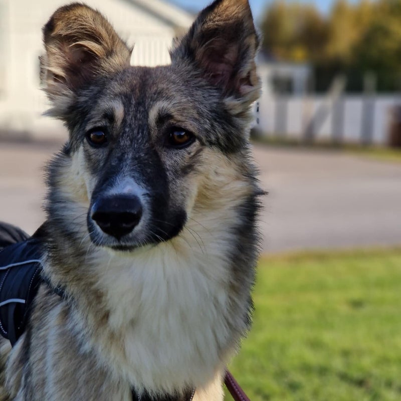 Izzy (Lexa), adopterad via Ohana