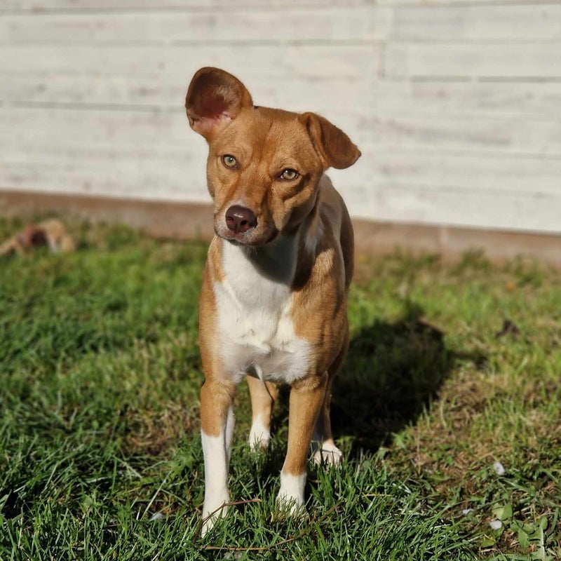 Liz, adopterad via Ohana