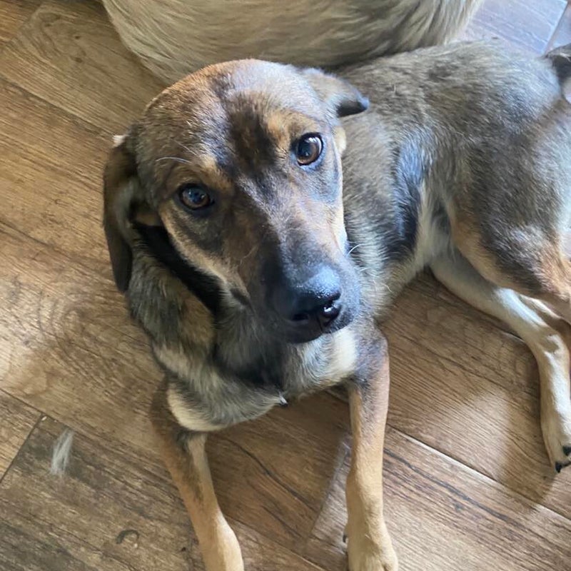Madi, adopterad via Ohana
