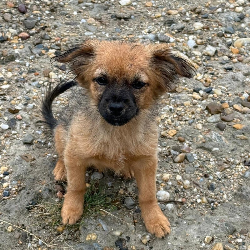 Penny (pixie), adopterad via Ohana