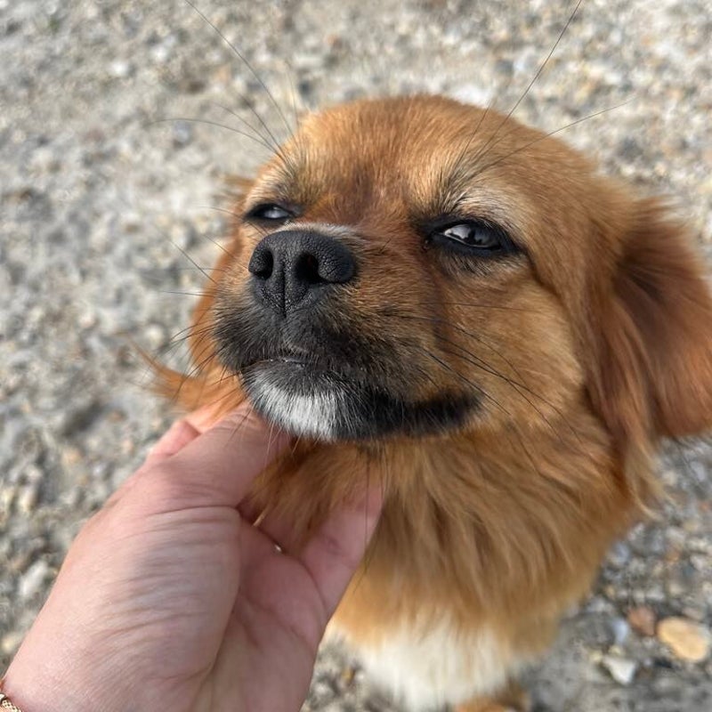 Penny, adopterad via Ohana