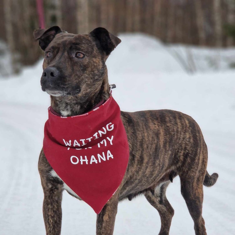 Ava, adopterad via Ohana