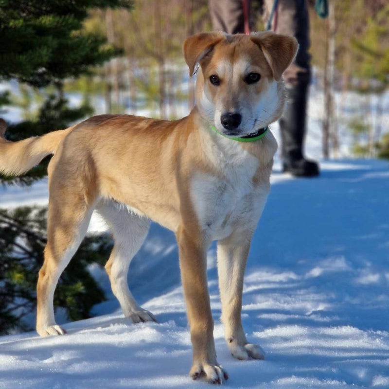 Barre (Barak), adopterad via Ohana