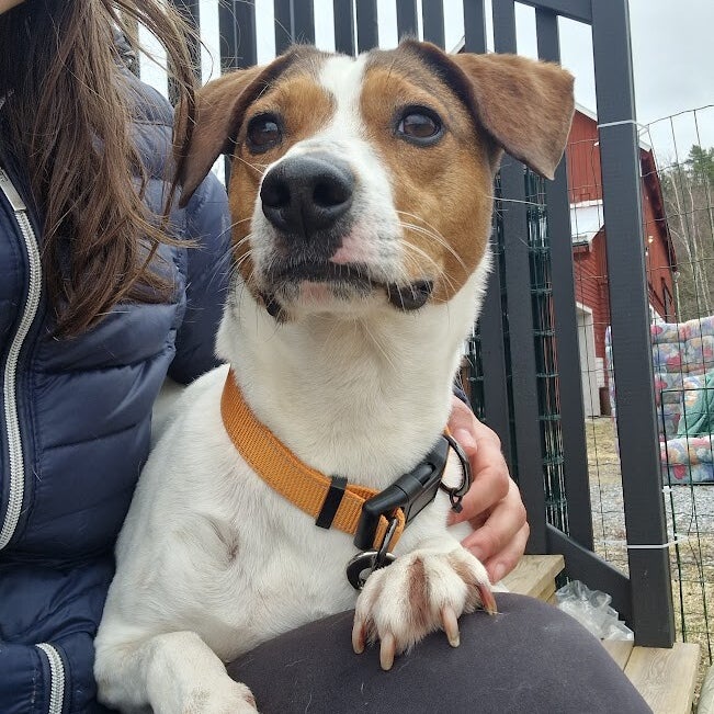Benji, adopterad via Ohana
