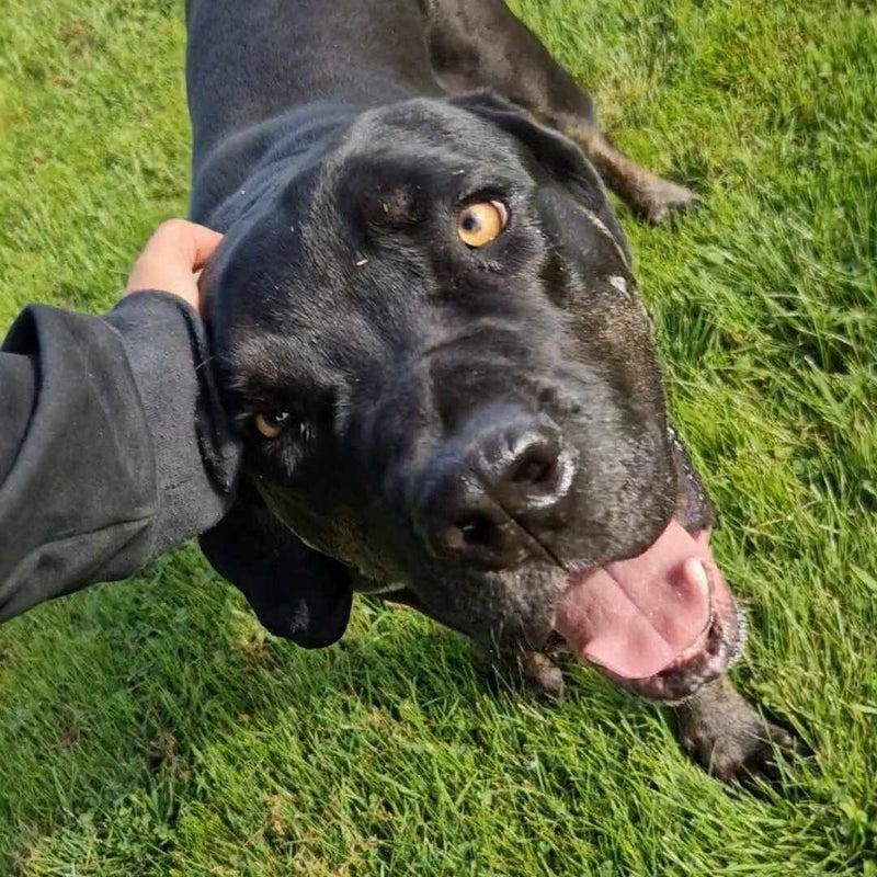 Bilbo, adopterad via Ohana