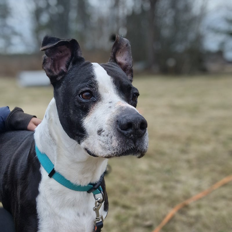 Buddy, adopterad via Ohana