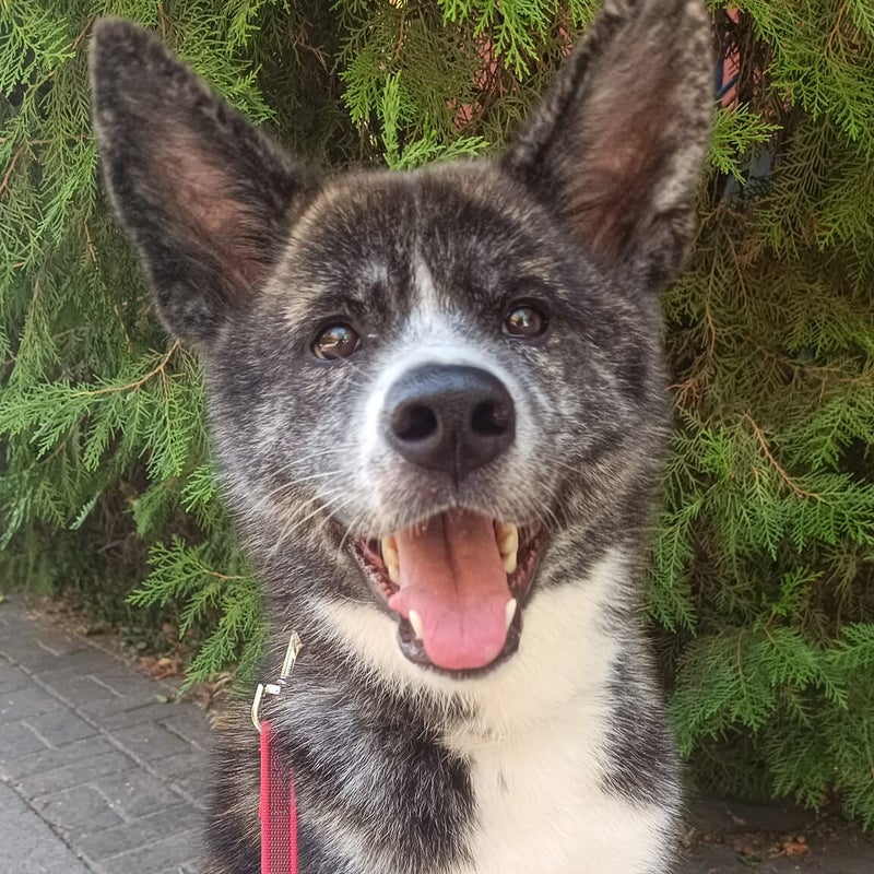 Cassia, adopterad via Ohana