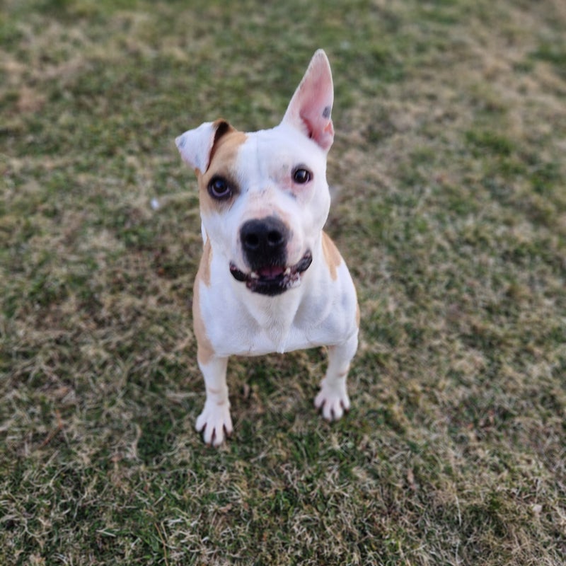 Champis, adopterad via Ohana