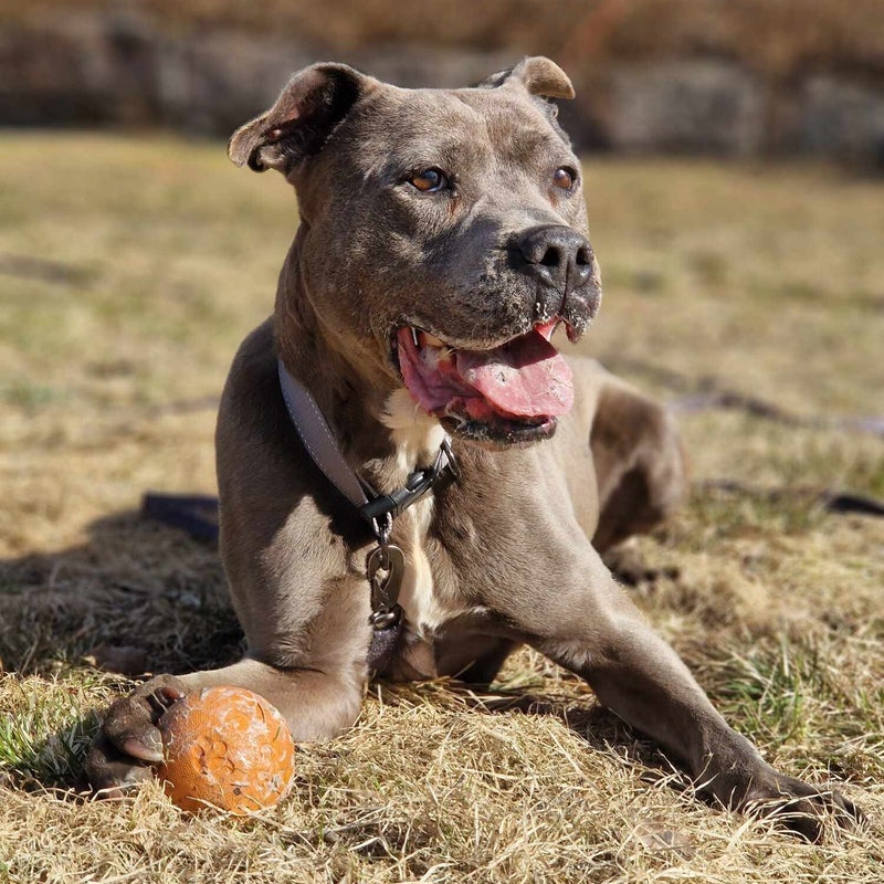 Edd, adopterad via Ohana