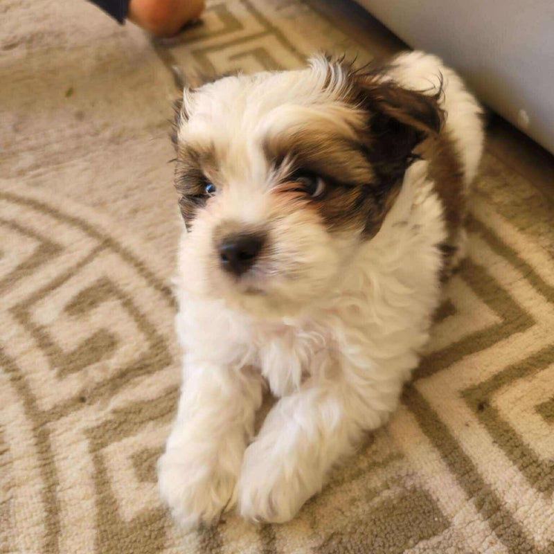Edy, adopterad via Ohana