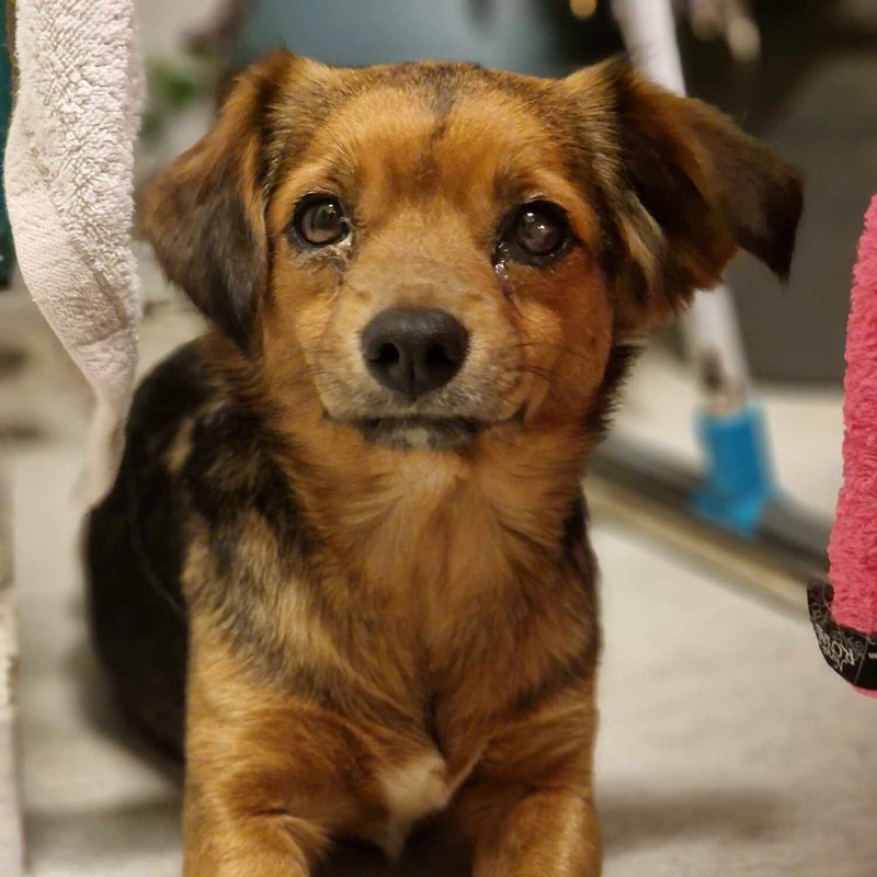 Elsa (Faye), adopterad via Ohana