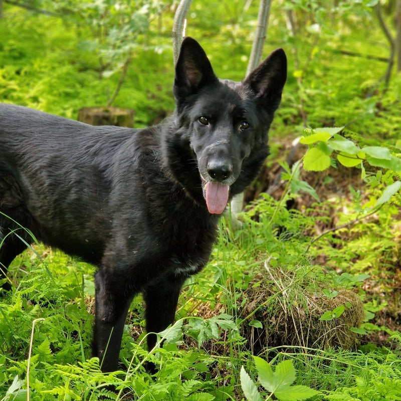 Flax, adopterad via Ohana