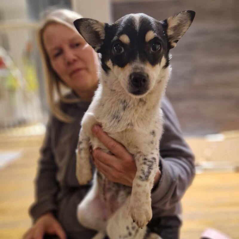 Freja (Ärtan), adopterad via Ohana