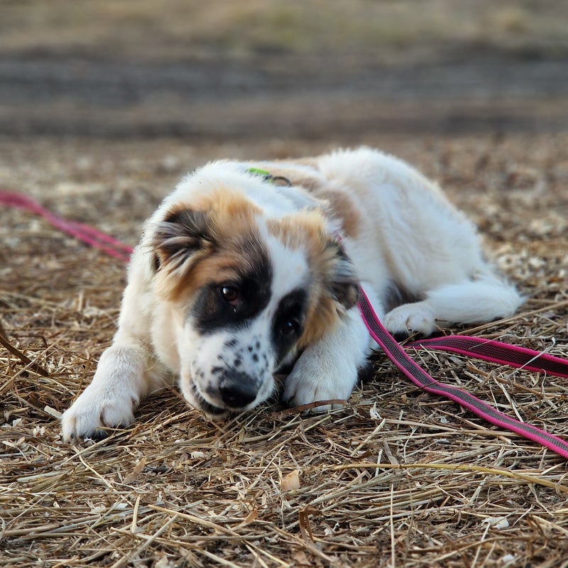 Goliath, adopterad via Ohana