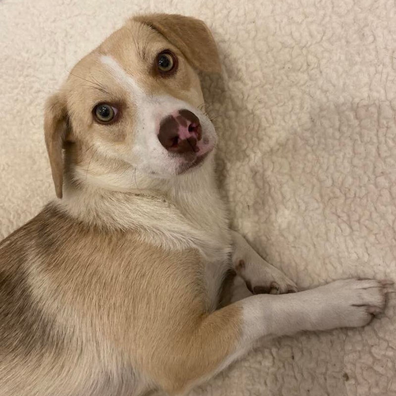 Indra, adopterad via Ohana