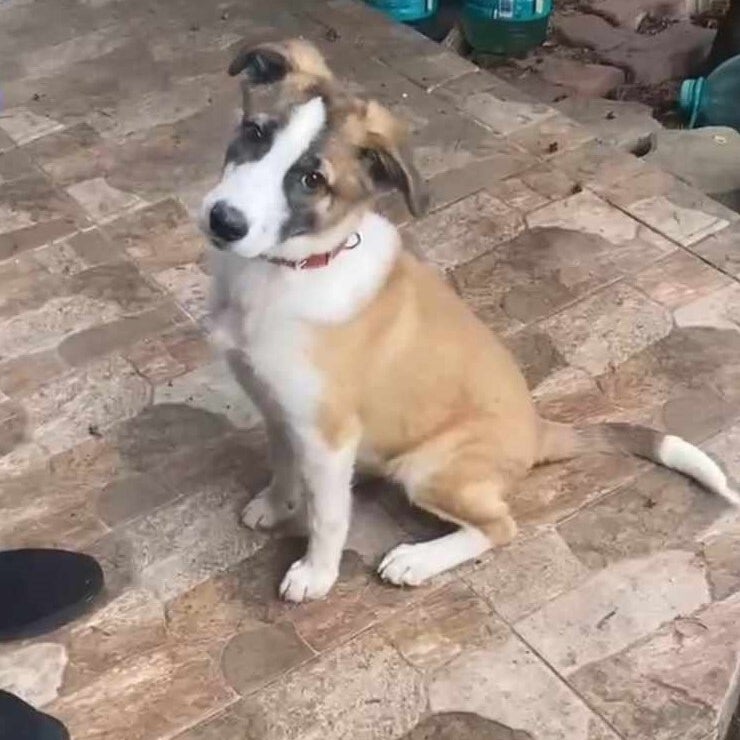 Jumbo, adopterad via Ohana