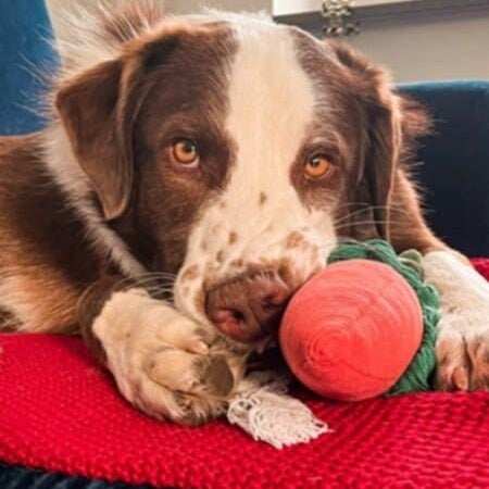 Keks (Norris), adopterad via Ohana
