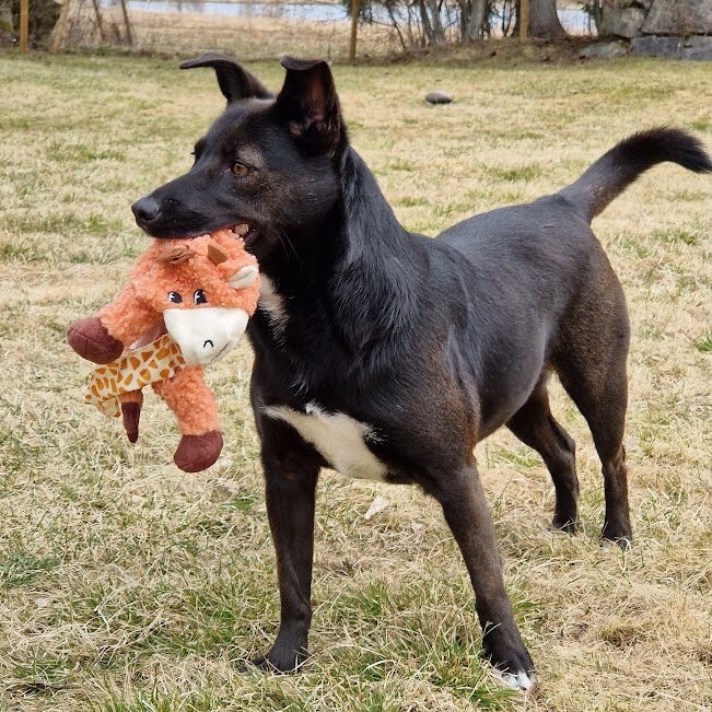 Laika, adopterad via Ohana