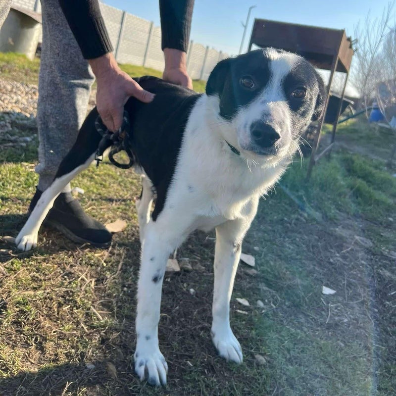 Laur, adopterad via Ohana
