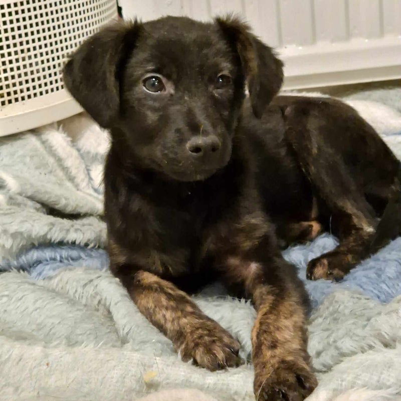 Lia, adopterad via Ohana