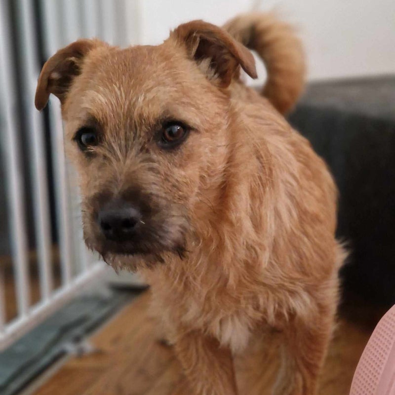 Loke, adopterad via Ohana