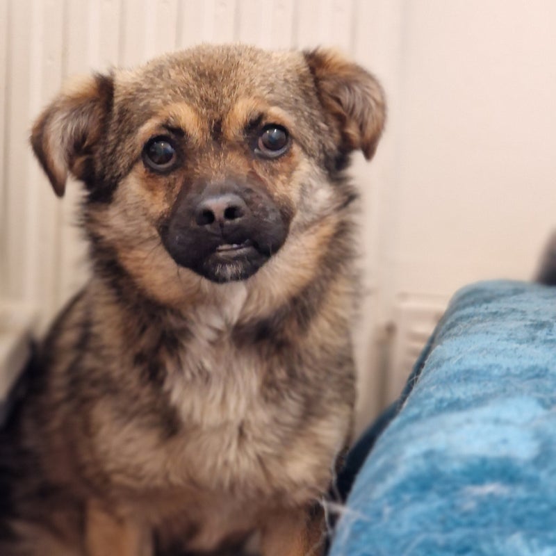 Luna, adopterad via Ohana