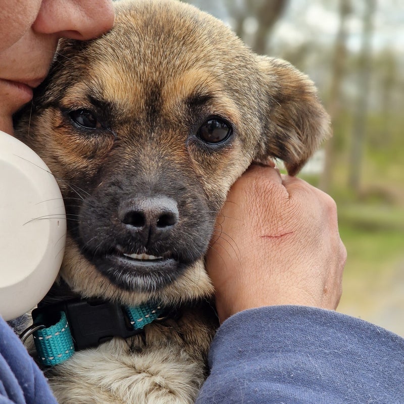 Luna, adopterad via Ohana