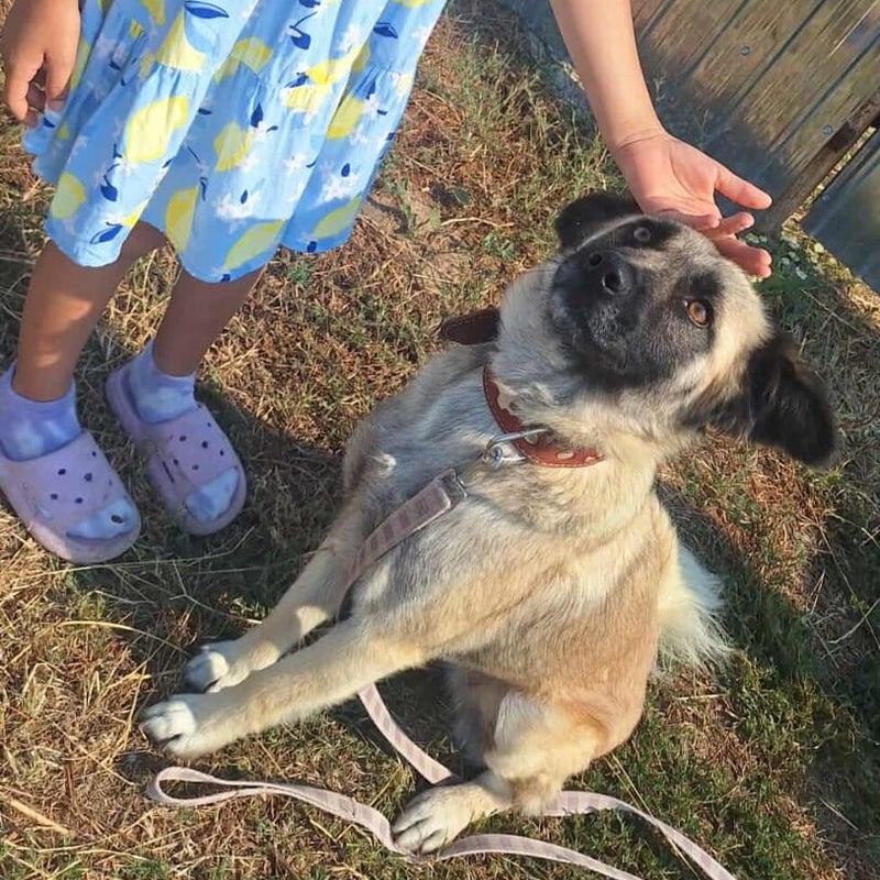 Lupina, adopterad via Ohana