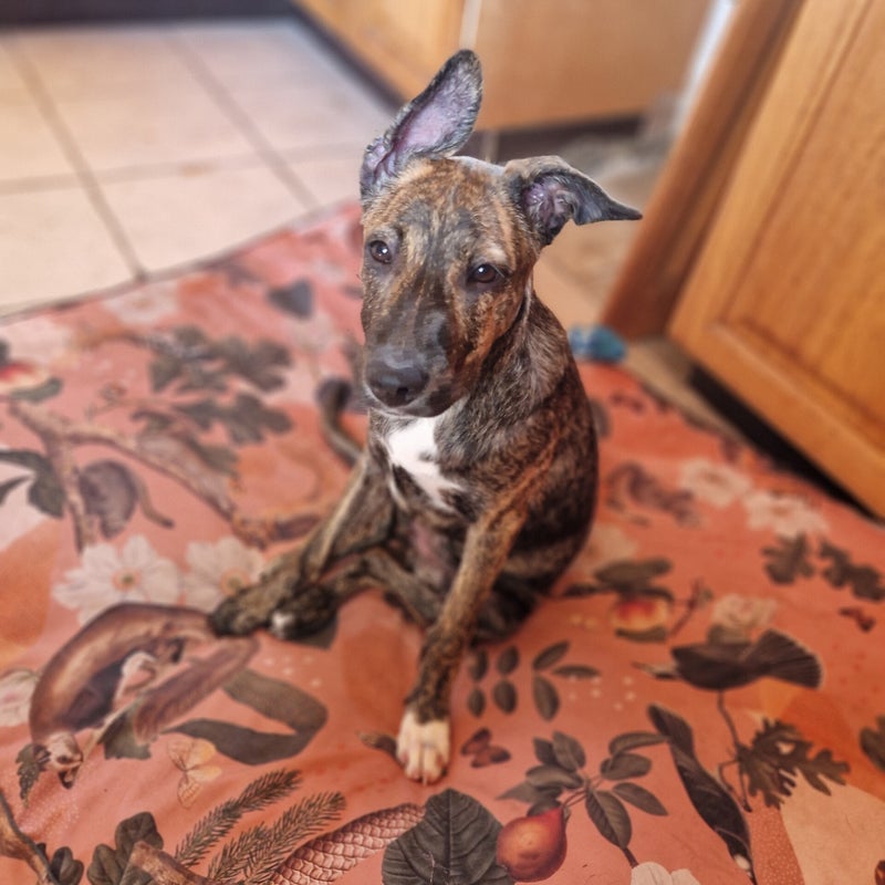 Lyra, adopterad via Ohana