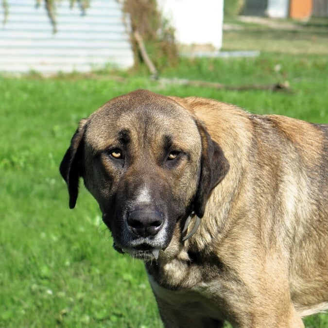 Marmaduke, adopterad via Ohana