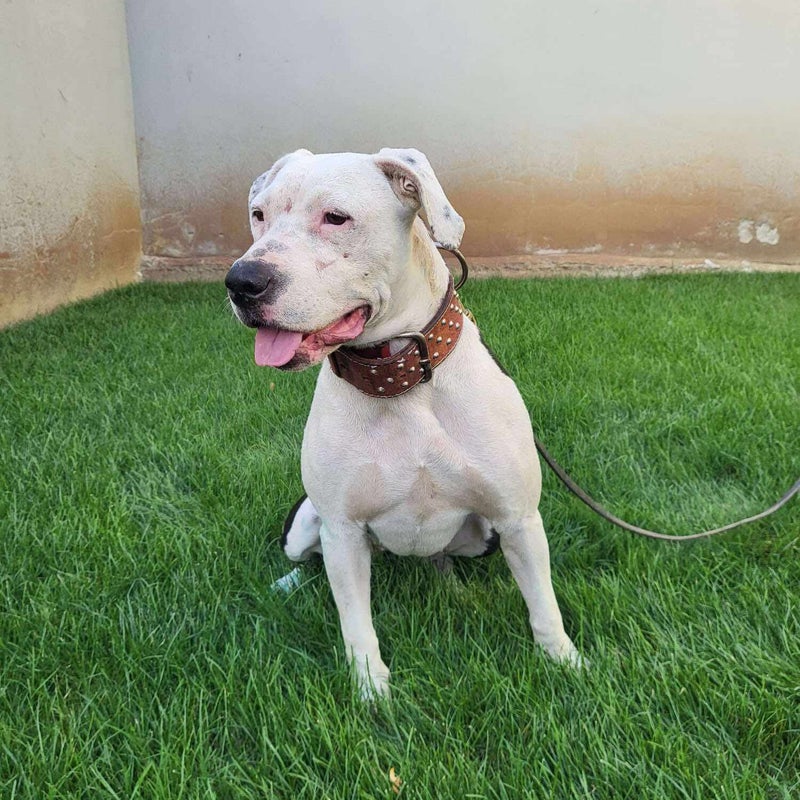 Märta (Saga), adopterad via Ohana